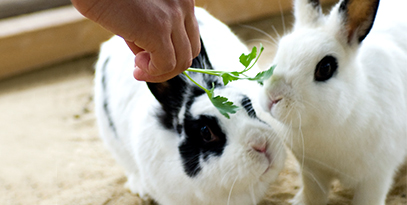 토끼에게 먹이를 주는 사진