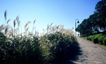 Agave and Silver Grass Garden