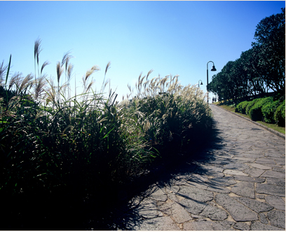 Agave and Silver Grass Garden