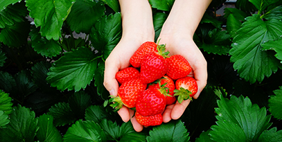 Strawberry Picking Experience