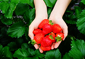 Strawberry Picking Experience