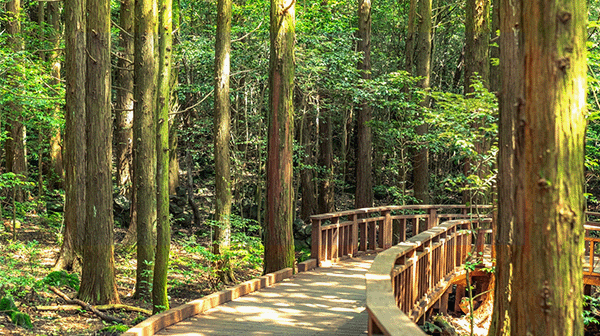 G.A.O. Activity & Kids Programs