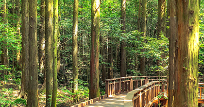울창한 숲 속에 원목으로 된 산책로가 있는 이미지